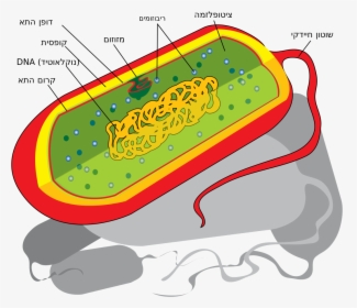 Prokaryotic Cells Not Labeled, HD Png Download, Transparent PNG
