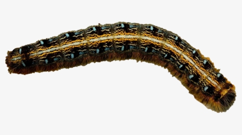 Alsophila Pometaria, HD Png Download, Transparent PNG