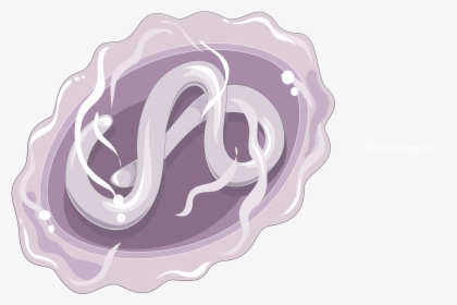Ascaris Lumbricoïdes Egg With Larva - Ascaris Lumbricoides Png, Transparent Png, Transparent PNG