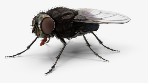 Fly - H03 - 2k - House Fly, HD Png Download, Transparent PNG