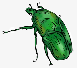 Weevil, HD Png Download, Transparent PNG
