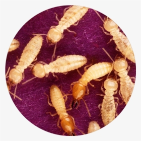 Termites, HD Png Download, Transparent PNG