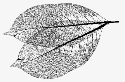 Morg Leaf Vector - Line Art, HD Png Download, Transparent PNG