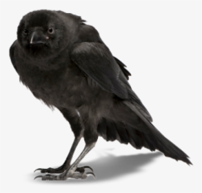 Crow Clipart Png - Crow On A White Background, Transparent Png, Transparent PNG