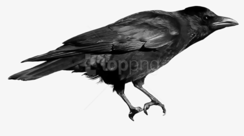 Download Crow Png Images Background - Crow Bird Png, Transparent Png, Transparent PNG