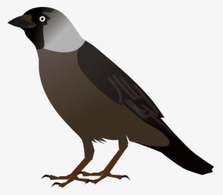 Crow Bird Cliparts - Crow Bird Clipart, HD Png Download, Transparent PNG
