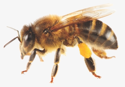 Bees Transparent Africanized - Honey Bee, HD Png Download, Transparent PNG