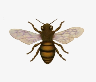Bee, Look The Nook Graphics And Images This Week Images - Honey Bee Silhouette, HD Png Download, Transparent PNG