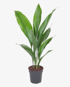 Aspidistra Elatior Big, HD Png Download, Transparent PNG
