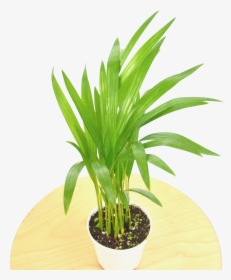 Flowerpot, HD Png Download, Transparent PNG