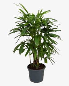 Picture Of Broad Lady Palm - Lady Palm, HD Png Download, Transparent PNG