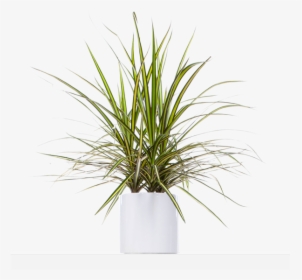 Yucca Plant Png, Transparent Png, Transparent PNG