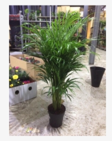 Houseplant, HD Png Download, Transparent PNG