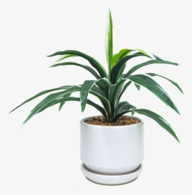 Houseplant, HD Png Download, Transparent PNG