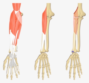 Feature Image Showing Three Images Of The Forearm Bony - Flexor Digitorum Superficialis Origin And Insertion, HD Png Download, Transparent PNG