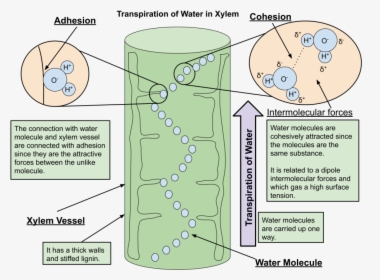 Adhesion In Xylem, HD Png Download, Transparent PNG