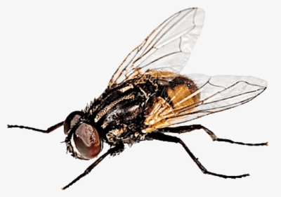 Musca Doméstica - - House Fly, HD Png Download, Transparent PNG
