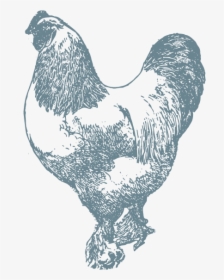 Chicken-8x10 - Rooster, HD Png Download, Transparent PNG