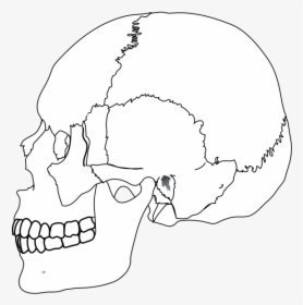 Human Skull, HD Png Download, Transparent PNG