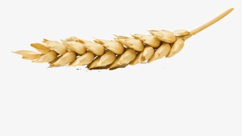 Wheat Png Transparent Image - Wheat On White Background, Png Download, Transparent PNG