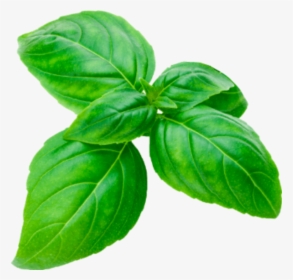 #basil #sprig #cutout #herbs #basilsprig #green #basilikum - Basil Png, Transparent Png, Transparent PNG