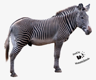 Zebra Picture - Zebra Clear Background, HD Png Download, Transparent PNG