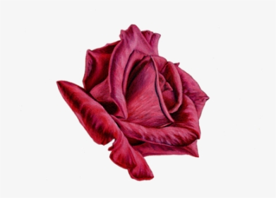 Red Rose On Black, HD Png Download, Transparent PNG