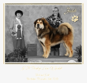 Gch Drakyi Lion Of Judah - Ancient Dog Breeds, HD Png Download, Transparent PNG