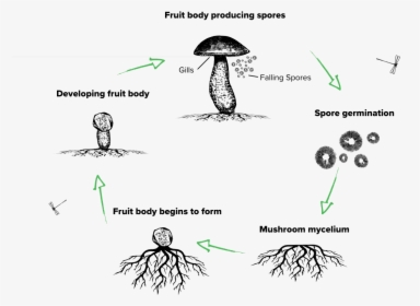 The Lifecycle Of A Mushroom - Mushroom Lifecycle, HD Png Download, Transparent PNG