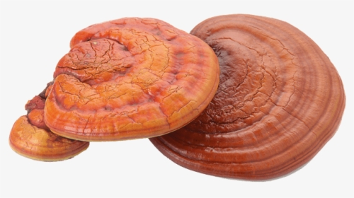 Reishi From China - Reishi Mushroom Extract, HD Png Download, Transparent PNG
