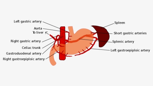 Gastric Blood Supply, HD Png Download, Transparent PNG