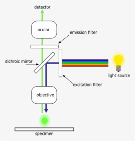 Epifluorescence Microscopy, HD Png Download, Transparent PNG