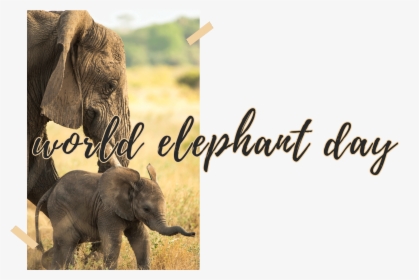 World Elephant Day 2019, HD Png Download, Transparent PNG