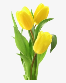Yellow Tulips Png Free Image Download - Yellow Tulips Png, Transparent Png, Transparent PNG