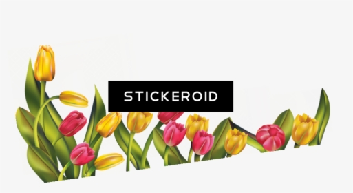 Tulip Flower , Png Download - Tulips Flower Png Border, Transparent Png, Transparent PNG