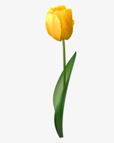 Tulip Clipart Yellow Tulip - Yellow Tulips Clipart Transparent Png, Png Download, Transparent PNG