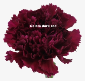 Golem Dark Red - Anjer Paars, HD Png Download, Transparent PNG