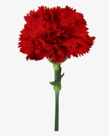 Fresh Cut Flowers Red Carnations Master Carnation For - Carnation, HD Png Download, Transparent PNG