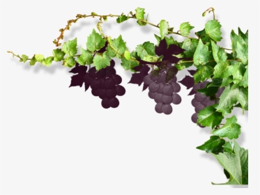 #grapes #vine #vines #stems #decoration #borders #terrieasterly - Vine Grape Png, Transparent Png, Transparent PNG