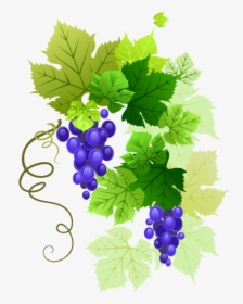 #grapes #vine #vines #stems #decoration #borders #terrieasterly - Transparent Background Grape Vine Border, HD Png Download, Transparent PNG