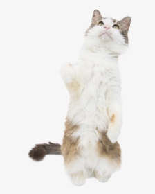 Cat Standing Cob Web - Squitten, HD Png Download, Transparent PNG