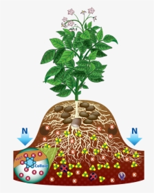 Potato Plant Root , Png Download - Potato Root Plant, Transparent Png, Transparent PNG
