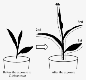 Schematic Of Maize During - Plant Experiment Drawing, HD Png Download, Transparent PNG