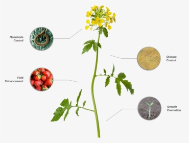 An Image Of A Mustard Plant Showcases Ways In Which - Rosa Glauca, HD Png Download, Transparent PNG