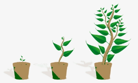  , Sapling, Plant, Growing, Seedling, Growth, Potted - Getting To Know Plants, HD Png Download, Transparent PNG