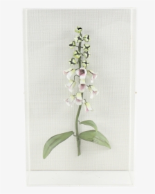 Foxglove - Fly Orchid, HD Png Download, Transparent PNG