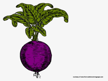 Beetroot Royalty Free Clipart Radish Clipart - Illustration, HD Png Download, Transparent PNG