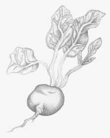 Beetroot - Sketch, HD Png Download, Transparent PNG