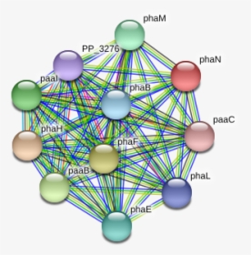 Phan Protein - Circle, HD Png Download, Transparent PNG