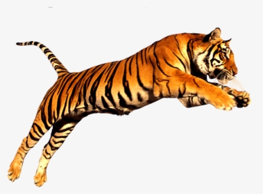 Tiger Png, Transparent Png, Transparent PNG